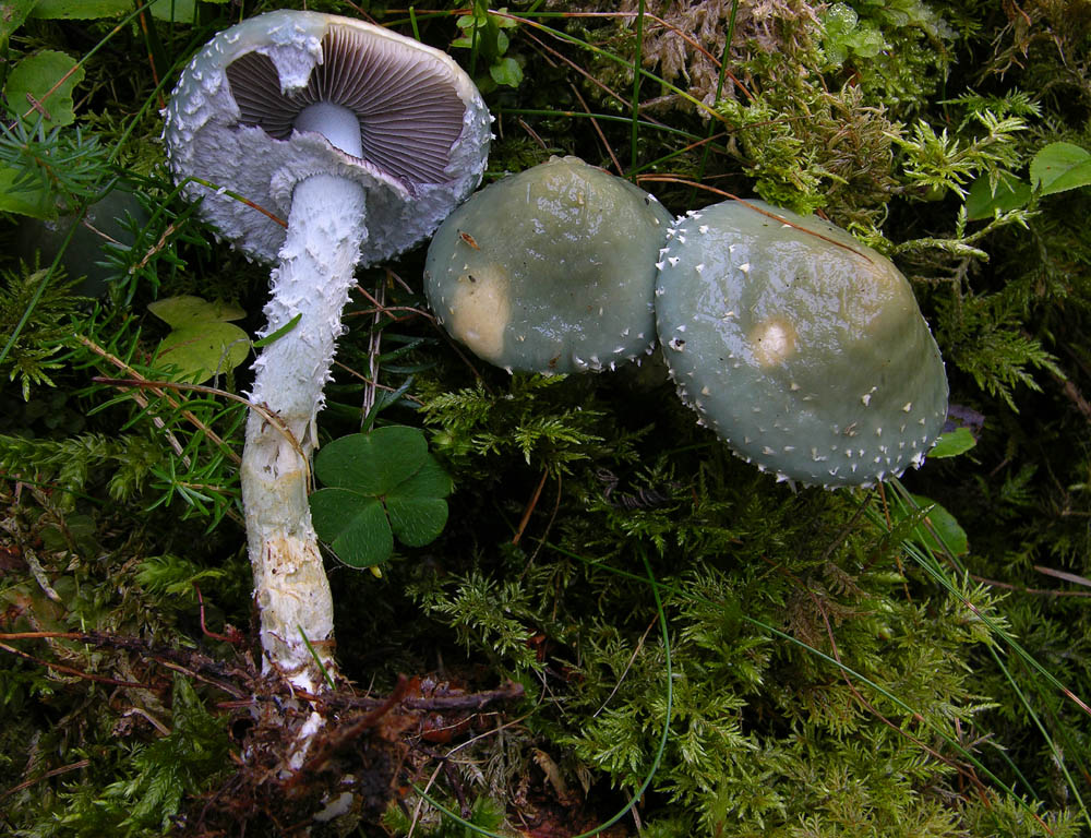 Stropharia aeruginosa (Curtis) Qul.